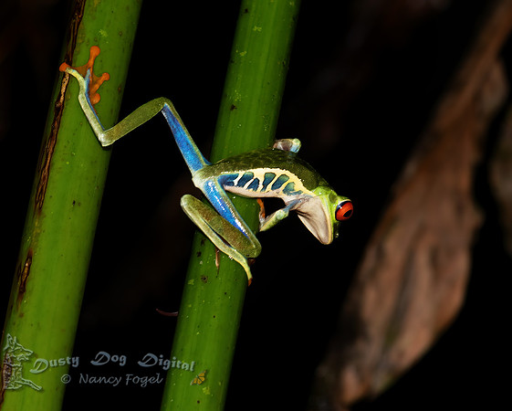 Red-eyed Tree Frog