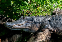Alligator