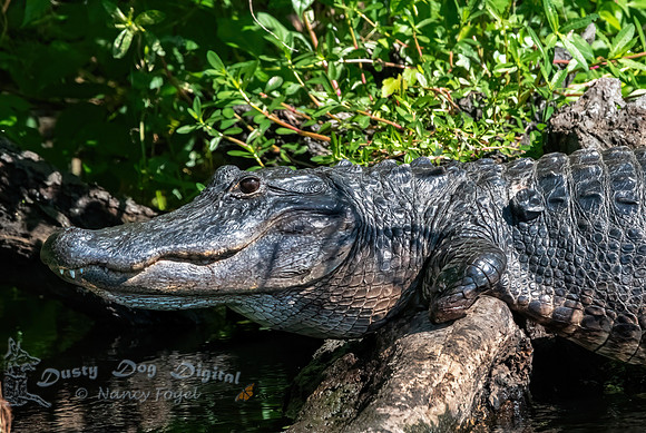 Alligator