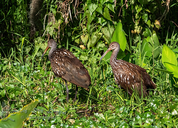 Limpkin Pair