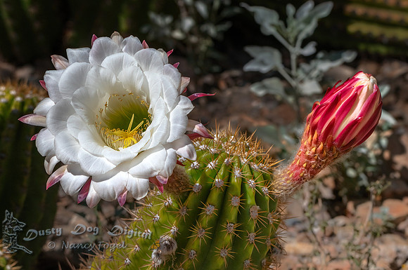 Saguaro Cactus Bloom