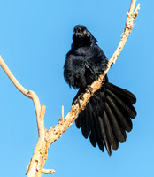 Great-tailed Grackle