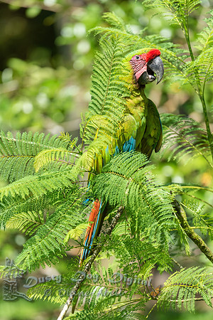 Great Green Macaw