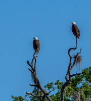 Bald Eagle Pair