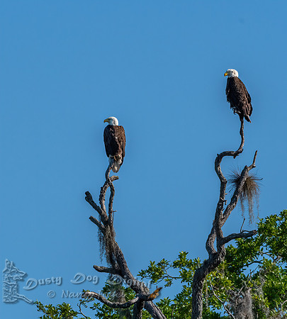 Bald Eagle Pair