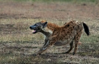 Hyena
