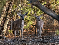 Deer Pair