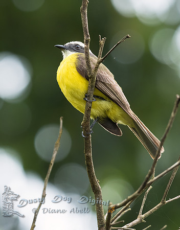 Social Flycatcher