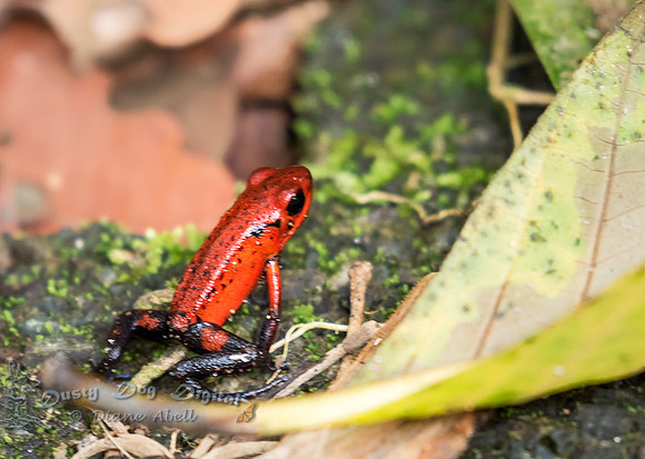 Poison Dart Frog