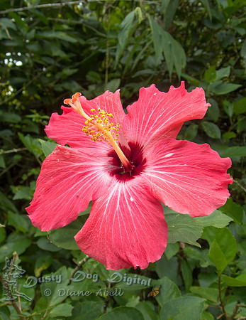 Pink Hibiscus