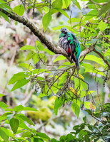 Resplendent Quetzal, immature