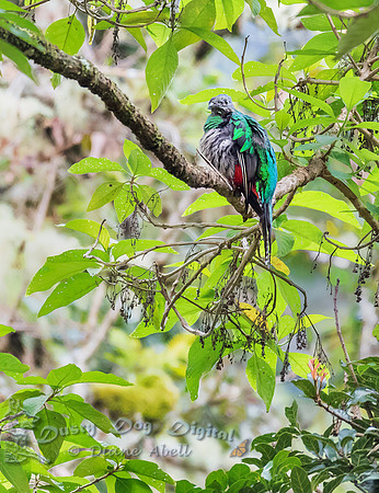 Resplendent Quetzal, immature
