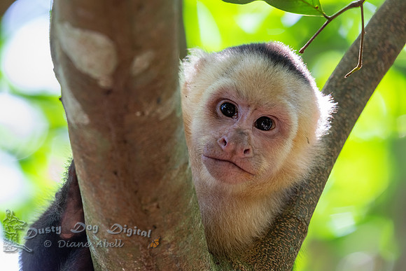 White-faced Capuchin