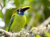 Northern Emerald Toucanet
