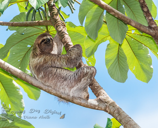 Three-toed Sloth