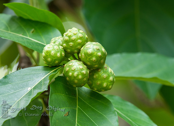 Noni Fruit