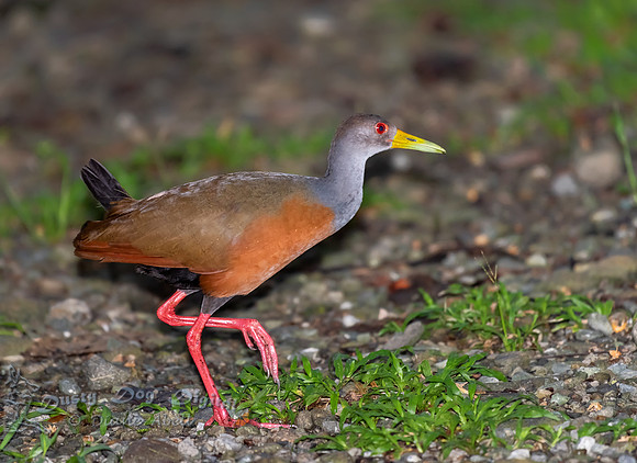 Gray-cowled Wood Rail