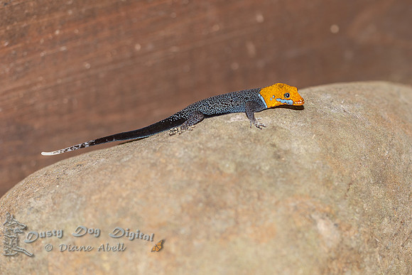 Orange-headed Lizard