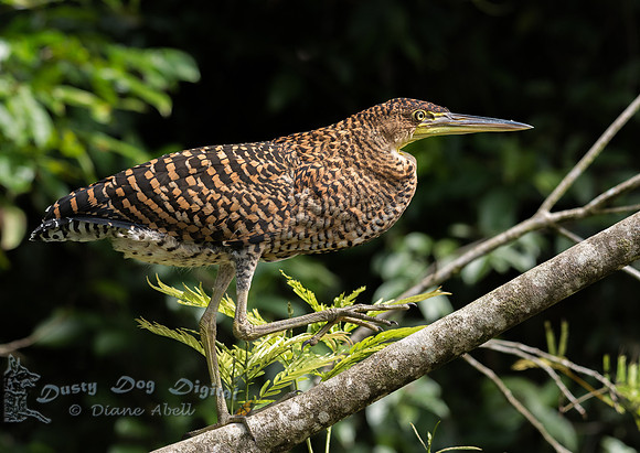 Yellow-crowned Night Heron, juvenile