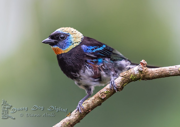 Golden-hooded Tanager