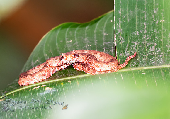 Eyelash Viper