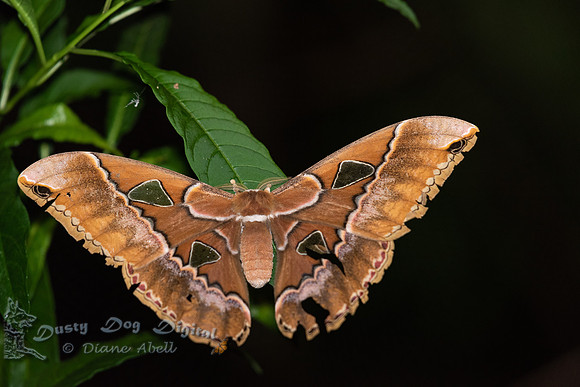 Cuatro Ventanus Moth