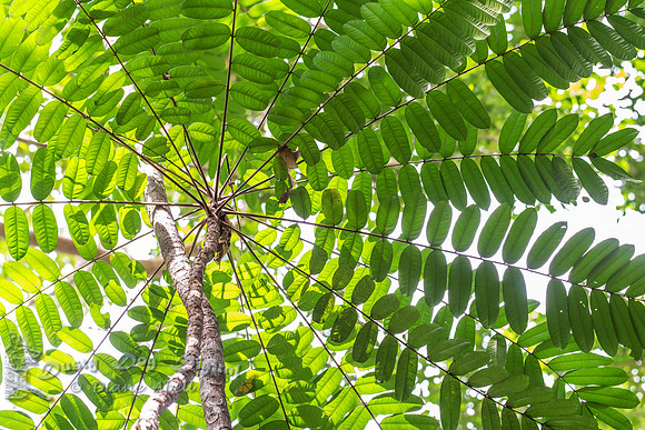 Radial Tree Canopy