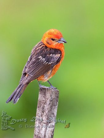 Flame-colored Tanager