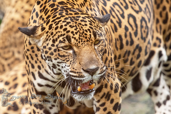 Jaguar, captive