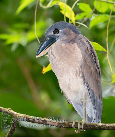Boat-billed Heron