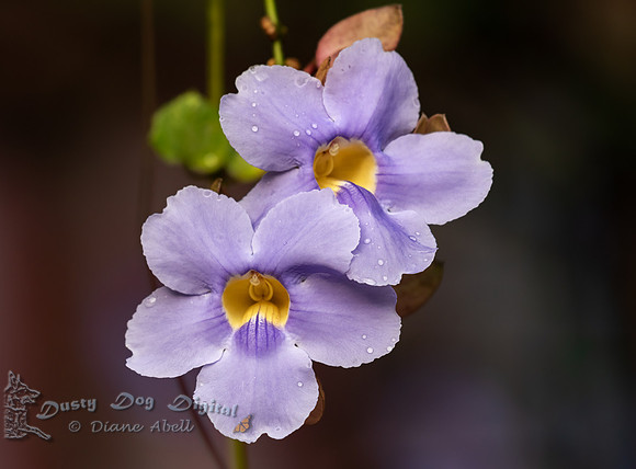 Orchid