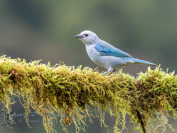Blue-gray Tanager