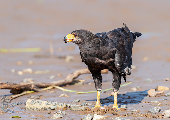Common Black Hawk