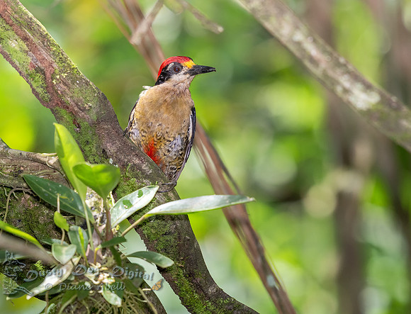 Black-cheeked Woodpecker