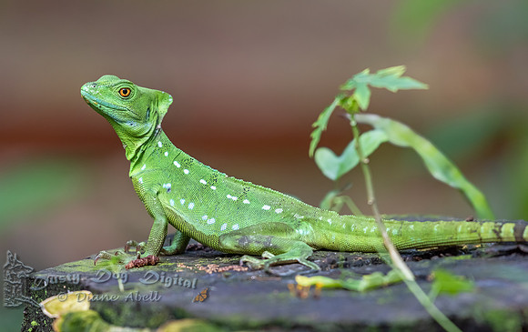 Baselisk Lizard