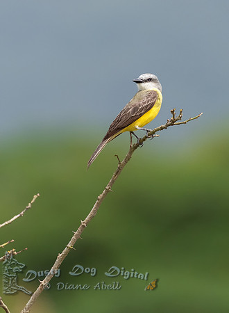 Tropical Kingbird