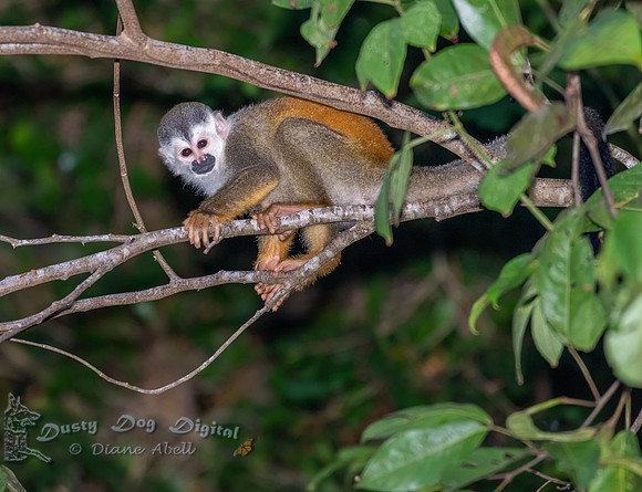 Squirrel Monkey