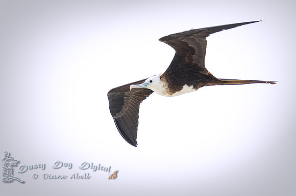 Magnificent Frigatebird