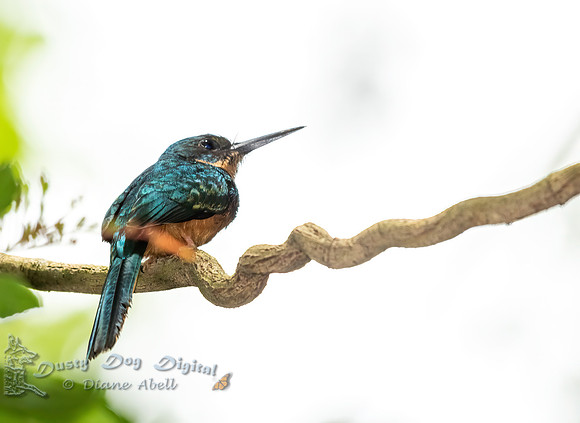 Rufous-tailed Jacomar, female