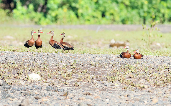 Black-bellied Whistling Ducks