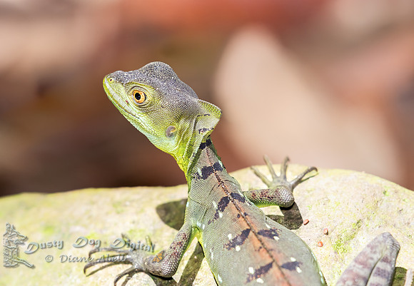 Baselisk Lizard