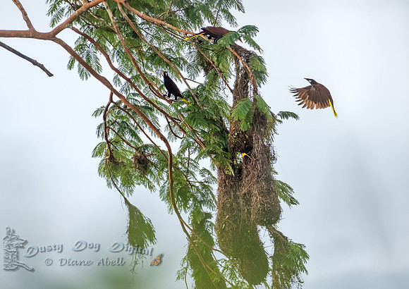 Montezuma Oropendolas