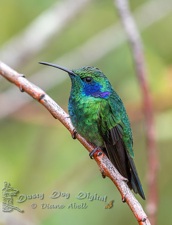 Lesser Violetear