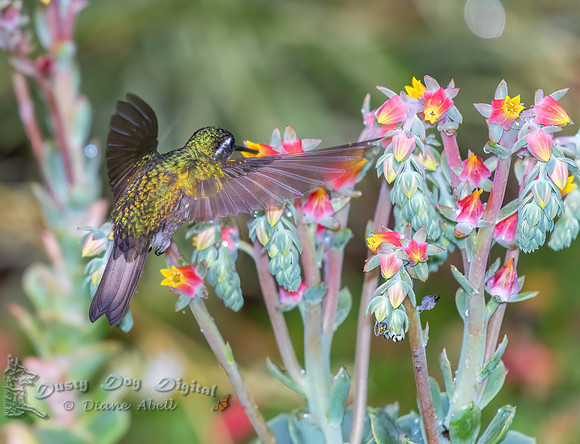 White-throated Mountain Gem