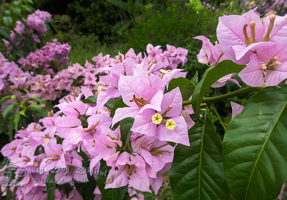 Bougainvilla spectabilis