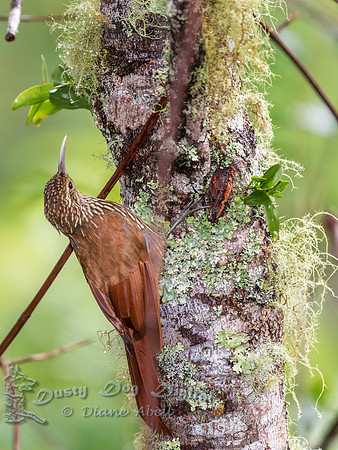 Streak-headed Woodcreeper