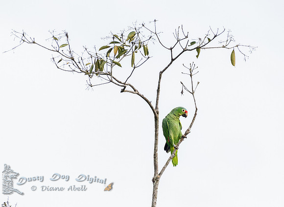 Red-lored Parrot
