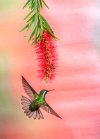 White-throated Mountain Gem