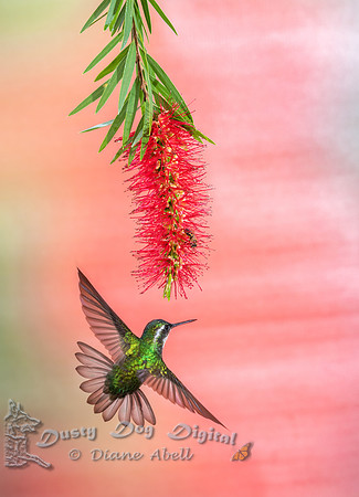 White-throated Mountain Gem