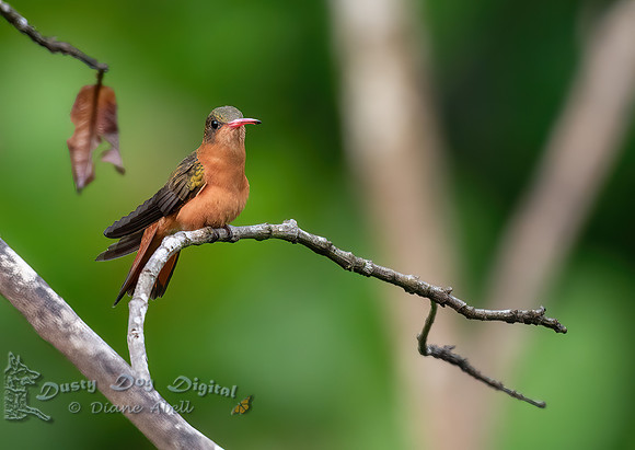 Cinnamon Hummingbird